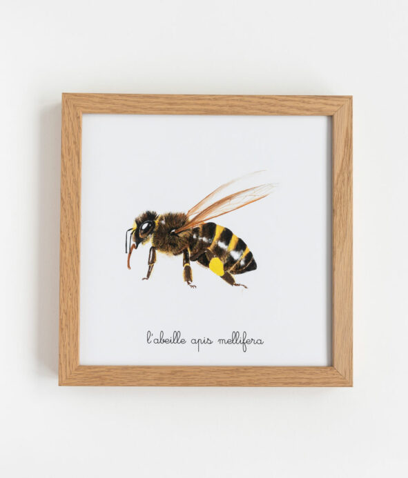 Illustration d'abeille des Petits Zécolos