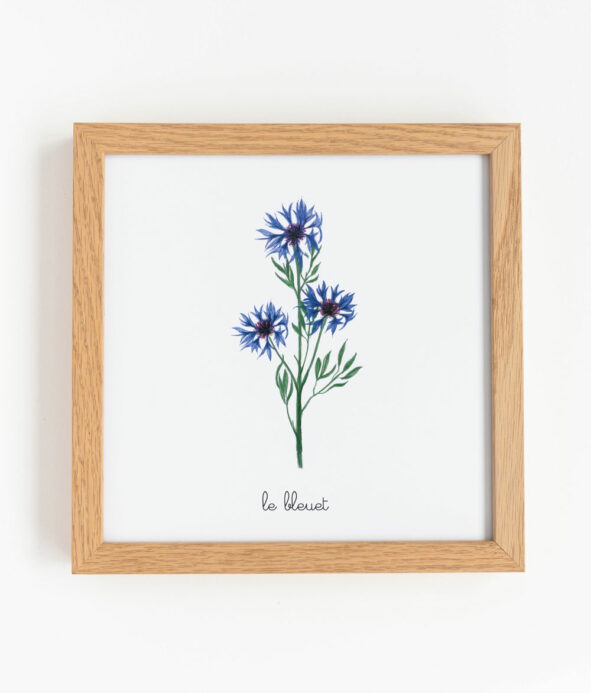 Illustration de Bleuet : La beauté délicate d'une fleur de bleuet.