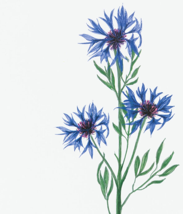 Illustration de Bleuet : La beauté délicate d'une fleur de bleuet.