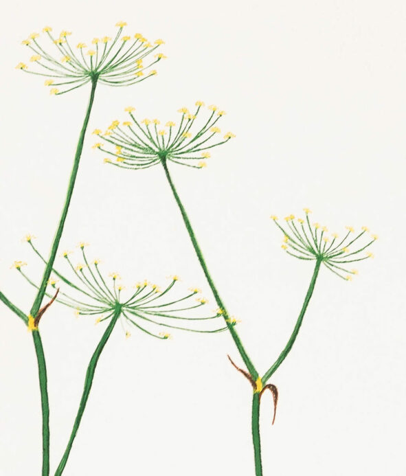 Imagier de Fenouils : Une collection visuelle de fleurs de fenouils.