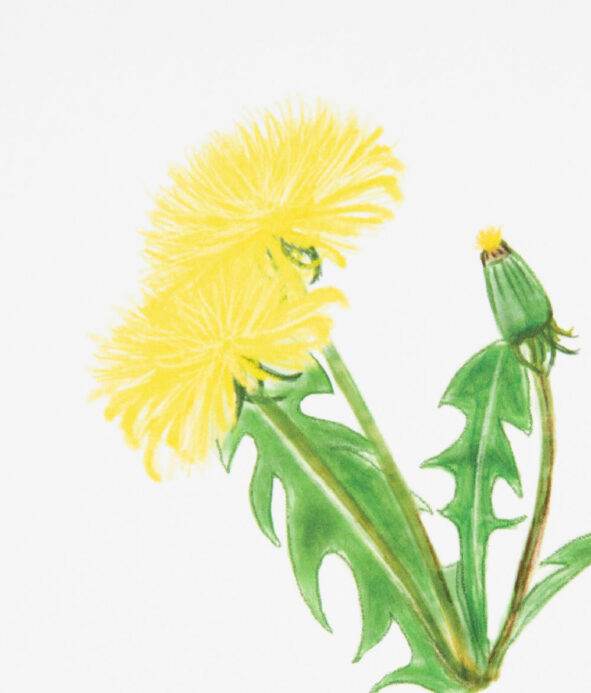 Imagier de Pissenlits : Une collection visuelle de fleurs de pissenlit.