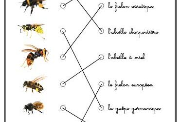 Quizz de la box n°1 – Relier les illustrations aux noms des insectes