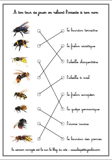 Quizz de la box n°1 – Relier les illustrations aux noms des insectes