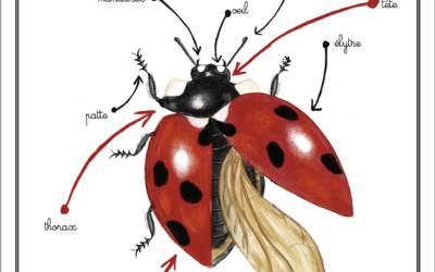 Quizz de la box n°2 – Anatomie d’une coccinelle à 7 points